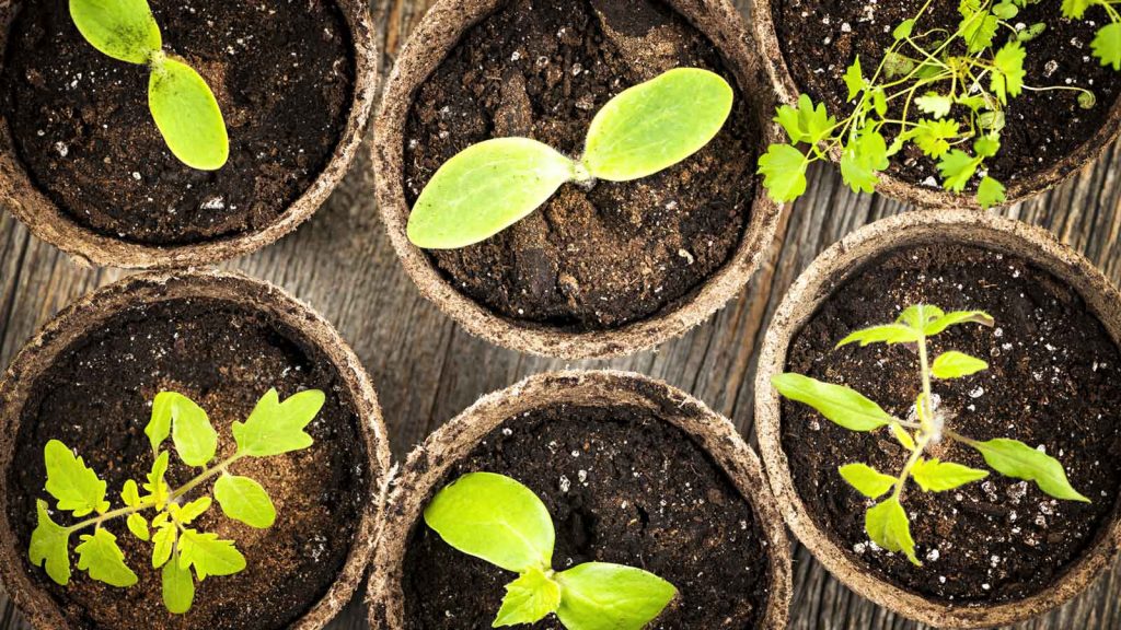 Compostiera: trasformare gli scarti vegetali in compost per le piante - Riciblog