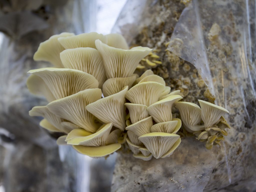 Coltivare funghi in casa con fondi di caffè - Riciblog