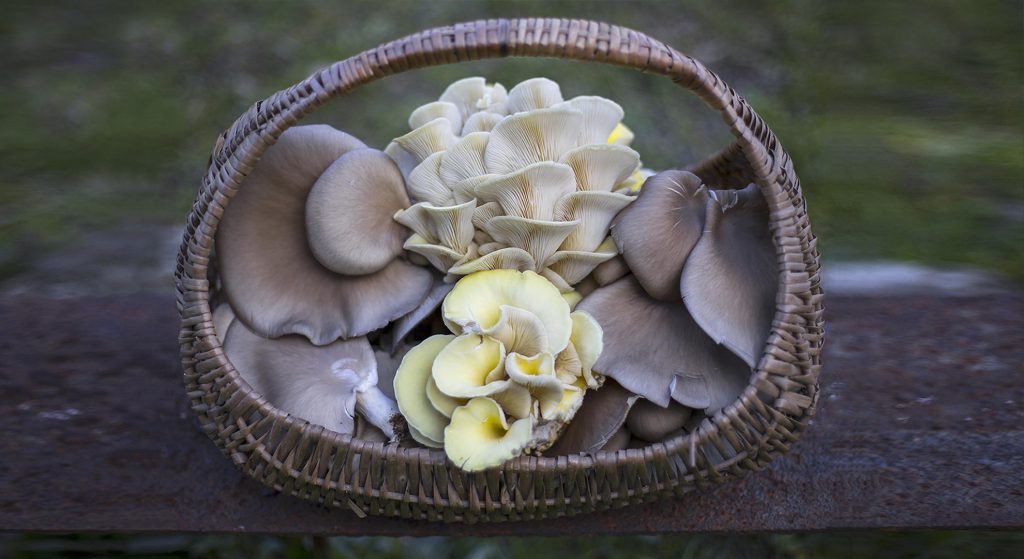 Funghi coltivati con i fondi di caffè - Riciblog