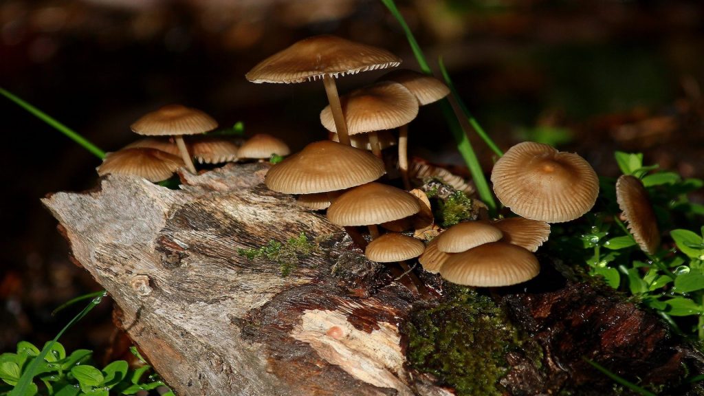 Dai funghi un biomateriale per edilizia e interior design - Riciblog