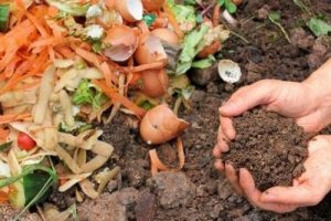 Buccia di mela come concime per orto e giardino - Riciblog