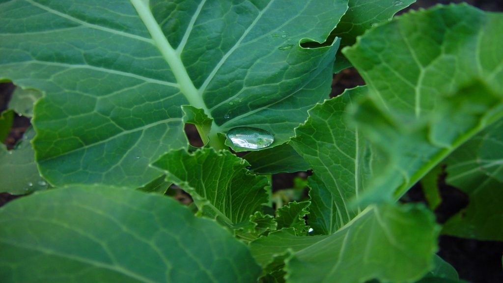 Foglie di broccoli: 3 ricette per usarle in cucina - Riciblog