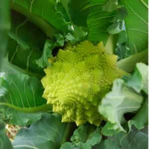 Broccolo romanesco - Riciblog