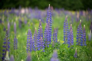 Cosa sono i lupini - caratteristiche e proprietà