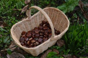 pulitura e conservazione castagne