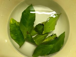 Preparazione liquore con foglie di limone - Riciblog