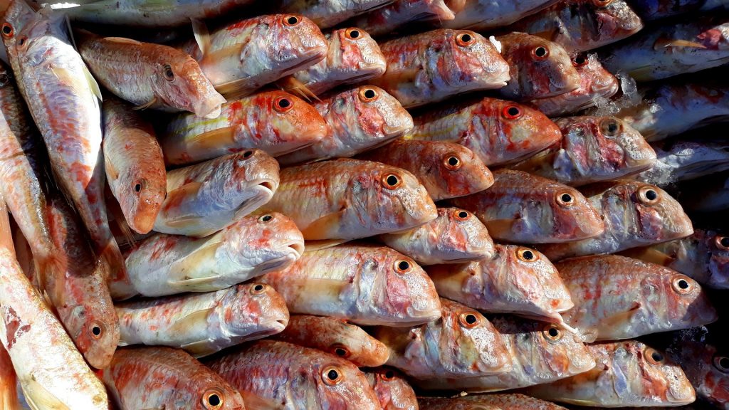 Salsa di pesce all'orientale riutilizzando gli scarti - Riciblog