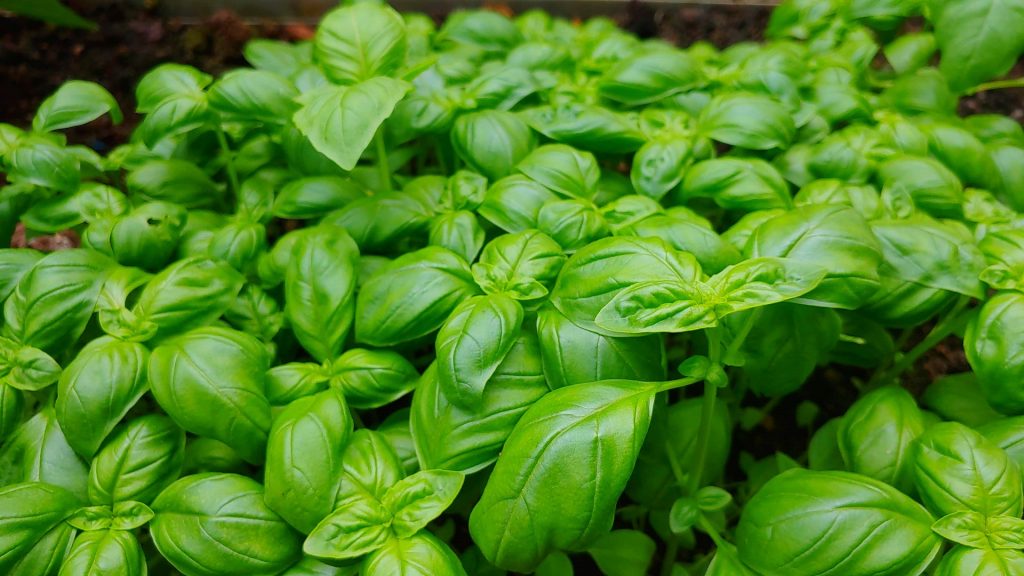 basilico - raccolta e conservazione - Riciblog