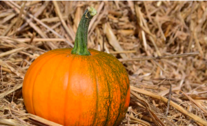 Zucca con buccia da mangiare per le sue proprietà - Riciblog