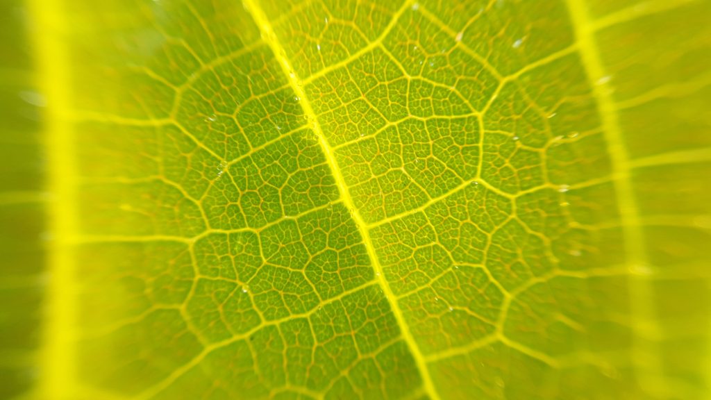 Tessuti ecologici grazie a scarti ed eccedenze alimentari