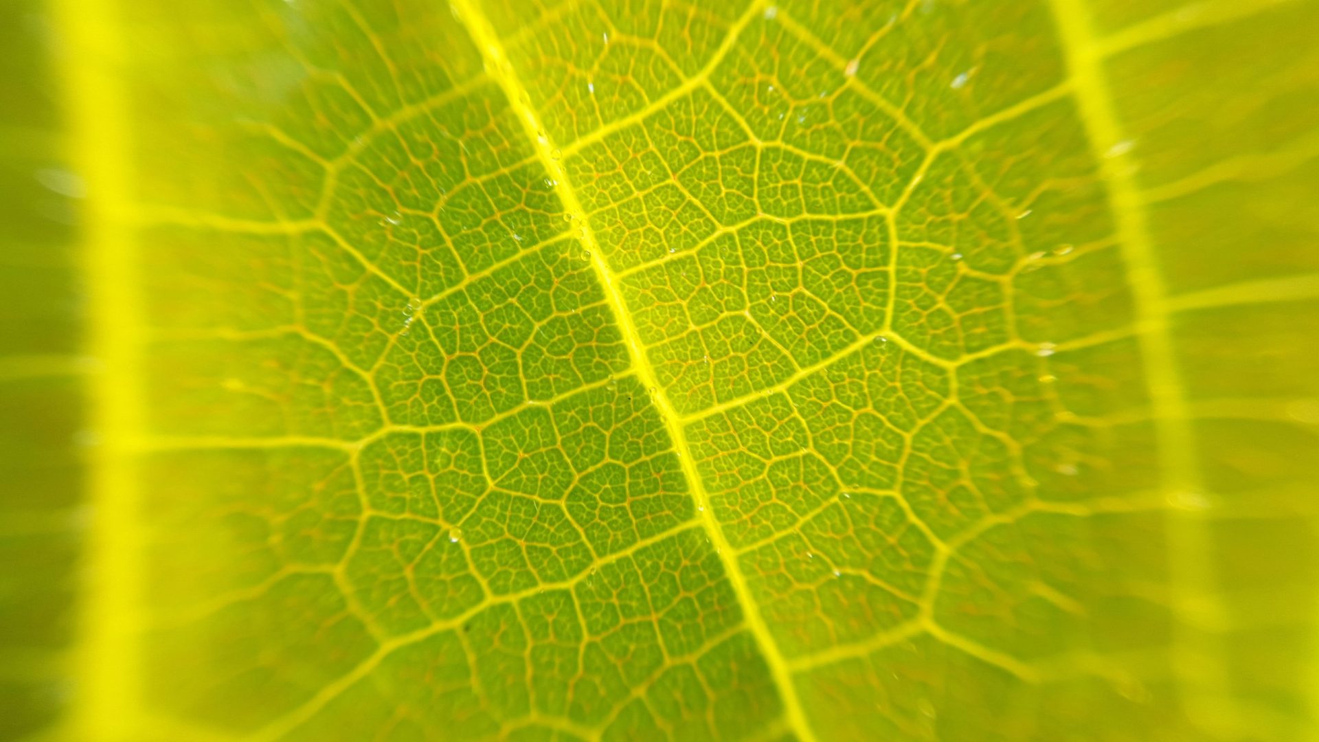 Tessuti ecologici grazie a scarti ed eccedenze alimentari