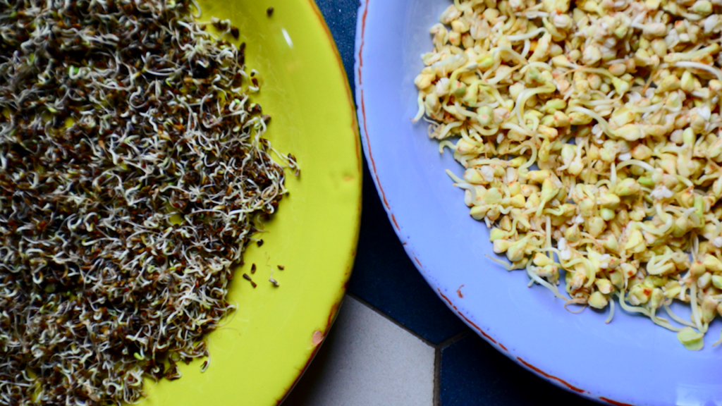 Come ottenere germogli in casa - Riciblog