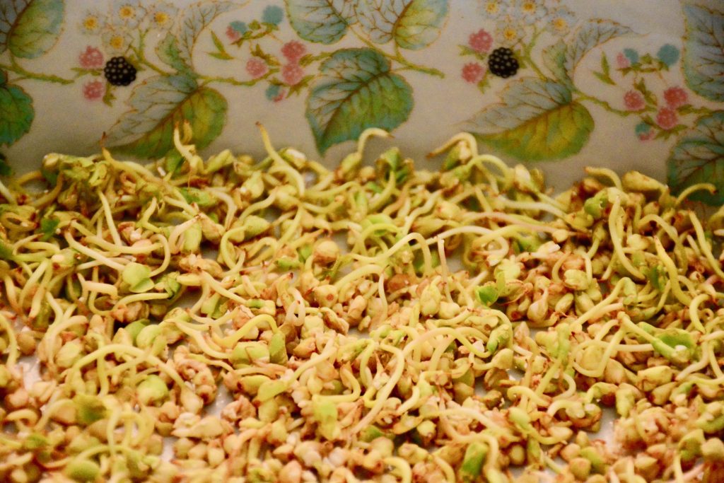 Germogli di grano saraceno - Riciblog