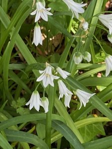Erbe selvatiche - Allium triquetum - Riciblog