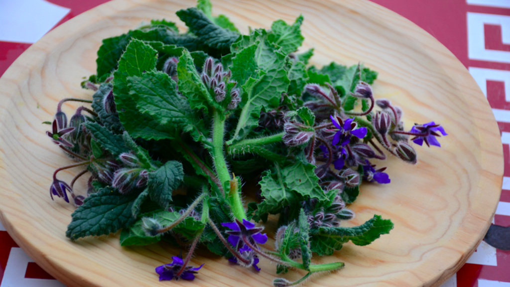 erbe selvatiche -Borragine - Riciblog