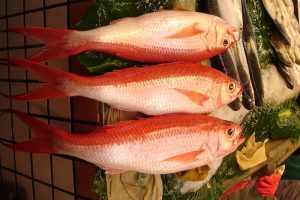 Conervazione pesce fresco e carne in frigo – Riciblog