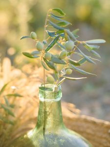 a Trani l'olio ottenuto dalle piante di ulivo del Comune - Riciblog