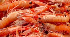 dalla chetina dei crostacei la palstica green - Riciblog