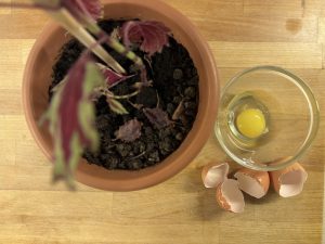 Concime per le piante con l'aggiunta di uova scadute – Riciblog