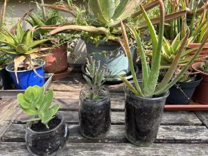 Vasi per piante e fiori con barattoli di vetro decorati - Riciblog