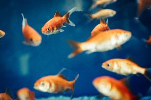 Sostituire il 70% del consumo di carne rossa con pesci e molluschi - Riciblog
