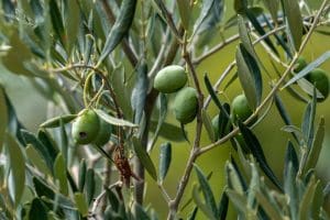 Asfalto green dagli scarti delle olive - Riciblog