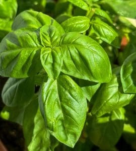 Come preservare a lungo l'aroma del basilico - Riciblog